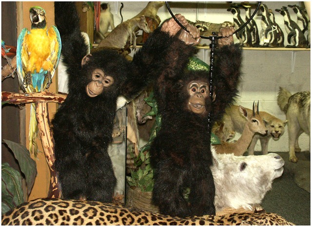 Chimps